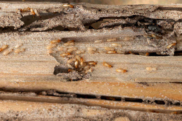 Best Insect Control  in Avery Creek, NC