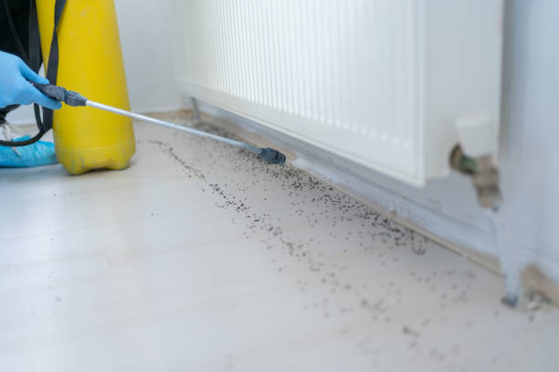 Best Emergency Pest Control  in Avery Creek, NC